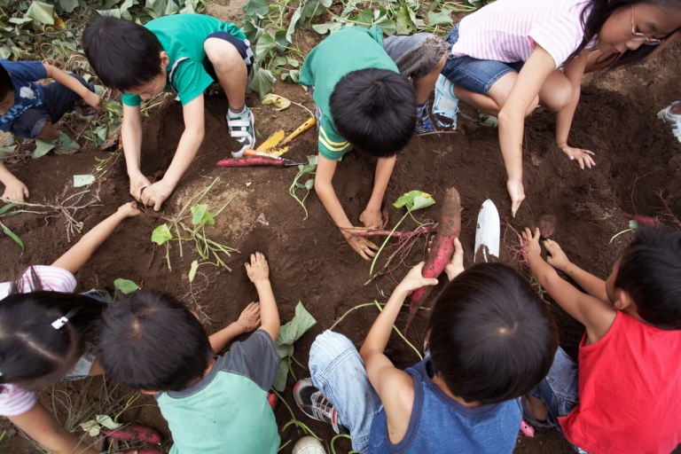 A group of young children is gathered in a garden, enthusiastically digging up root vegetables such as carrots and potatoes. The children are working together with small spades, focused on uncovering the vegetables from the soil. Their hands are dirty, and they are actively engaged in the activity, which promotes self-directed learning and independence through hands-on exploration. The children are using teamwork to harvest the vegetables, learning about where food comes from and practicing problem-solving as they work to dig and collect the roots. This Montessori-inspired activity encourages practical life skills, decision-making, and confidence-building as the children take ownership of their learning and the task at hand.